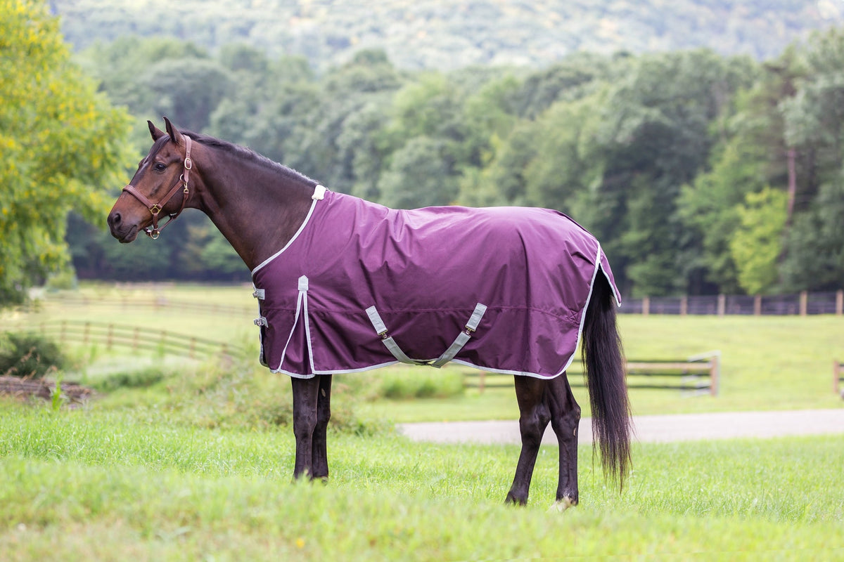 Horse wearing a purple rug in a grassy field with trees in the background