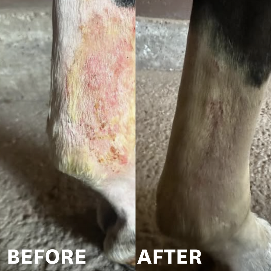 Corro Mud Fever Foam Cleanser