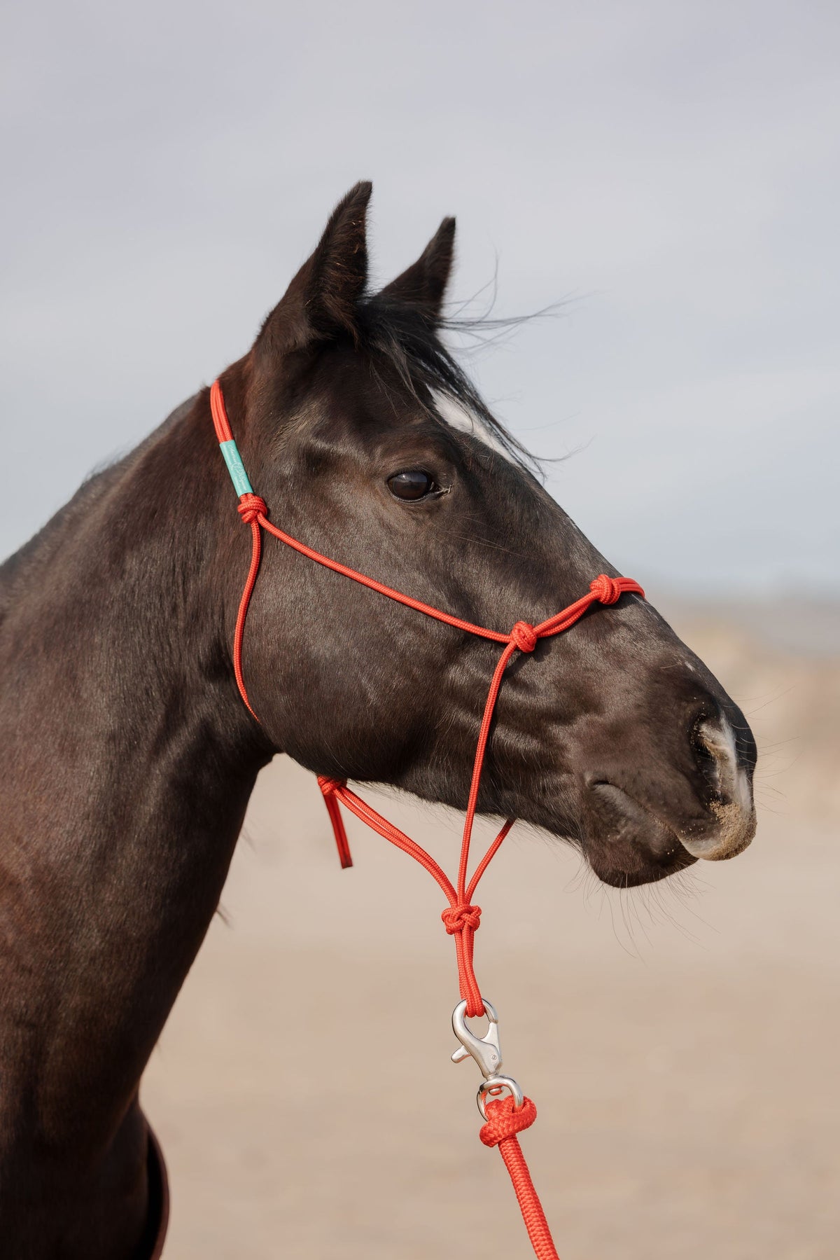 Stiff 4 Knot Training Halter