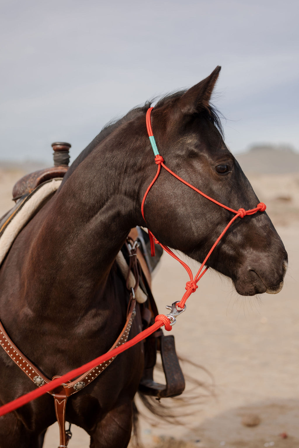 Stiff 4 Knot Training Halter