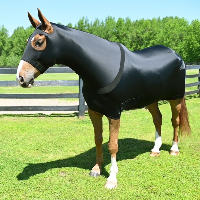 Horse wearing a black fly sheet in an outdoor setting with green grass and trees.