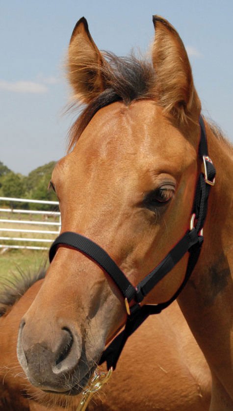 Jeffers Nylon Foal & Pony Halter