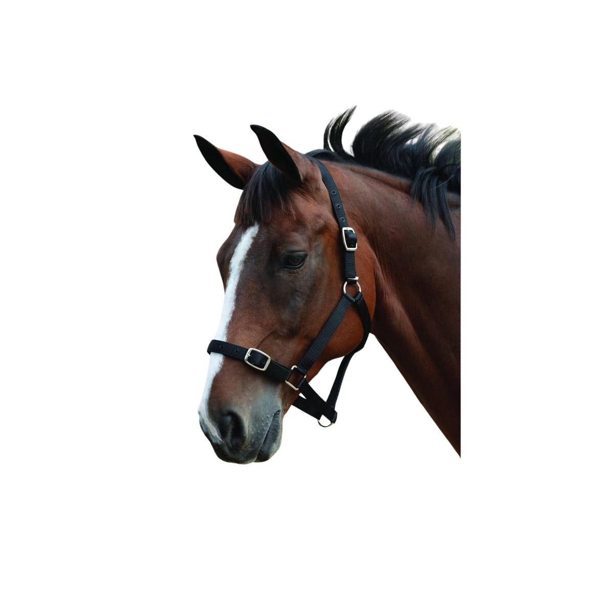 Roma Headcollar & Lead Set